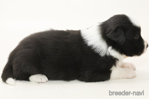 成約済の神奈川県のボーダーコリー-373748の4枚目